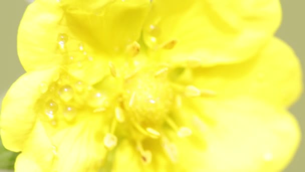 Close Light Blossoming Yellow Flower Moving Wind Field — Stock Video