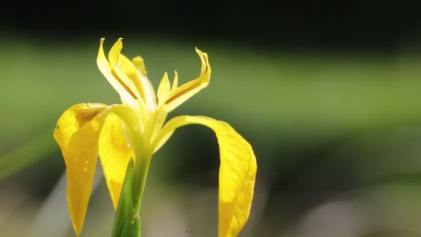 Kwiat Piękny Żółty Iris Przenoszenie Przez Wiatr Dzikie Pole Zielony — Wideo stockowe