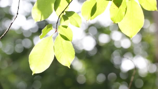 Zielone Liście Drzew Wiatr Słońcu — Wideo stockowe