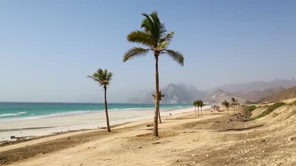 Palmiye Ağaçları Ile Okyanus Plaj Rüzgar — Stok video