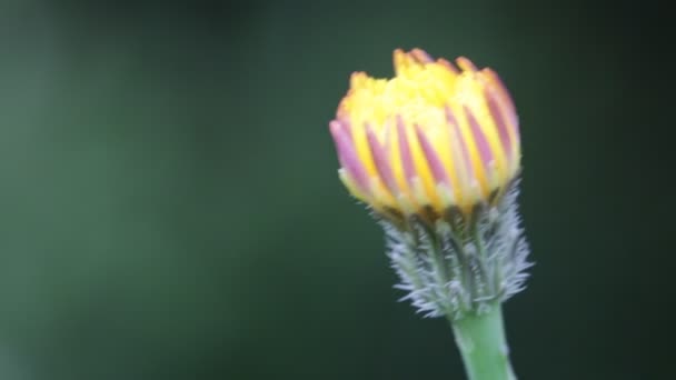 Zamykanie Żółty Kwiat Mniszek Przenoszenie Przez Wiatr Pole Zielonym Tle — Wideo stockowe