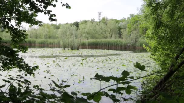 Bel Étang Avec Eau Calme Des Arbres Verts Fond Naturel — Video