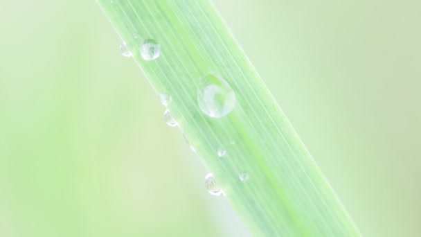 Close Grass Water Drops Blurred Background — Stock Video