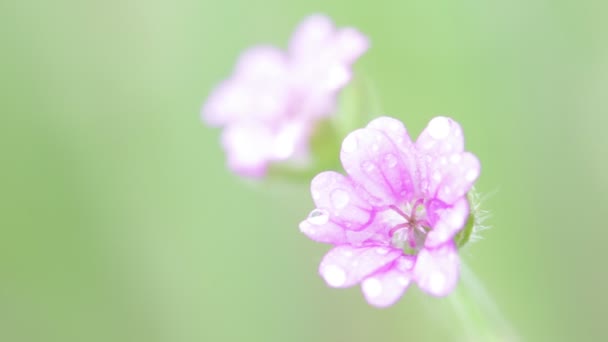 淡紫色的花在浅绿色背景的花园里随风移动 — 图库视频影像