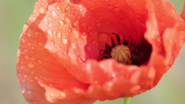 Όμορφο Κόκκινο Λουλούδι Παπαρούνας Στο Πεδίο — Αρχείο Βίντεο