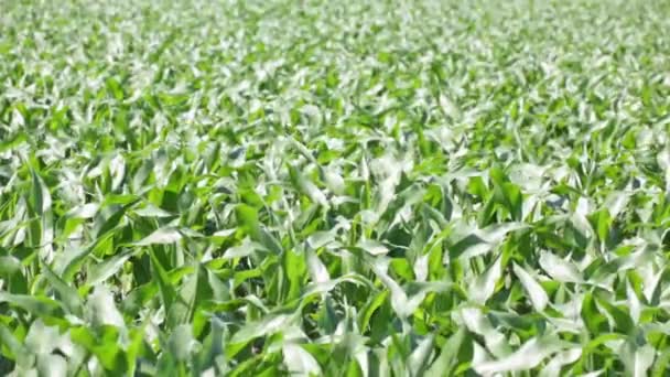 Campo Milho Bonito Verde Fazenda Campo — Vídeo de Stock