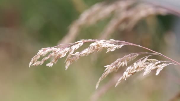 Rüzgarlı Havalarda Devam Bitkilerin Güzel Kaynaklanıyor Arka Plan Bulanık — Stok video