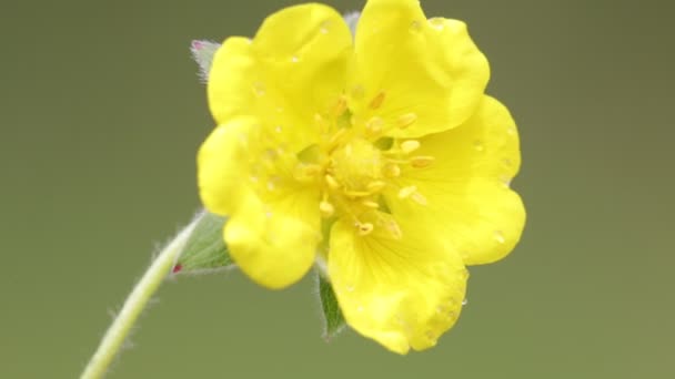 Fiore Giallo Che Muove Dal Vento Nel Campo — Video Stock