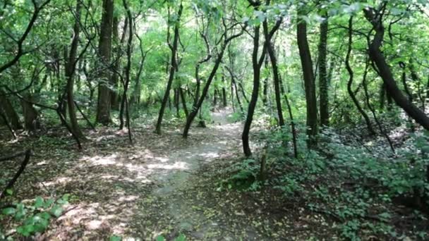 route en forêt verte en Italie 