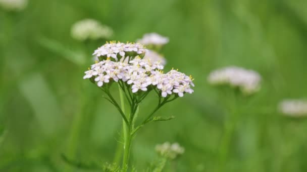 Små Vita Blommor Grön Suddig Bakgrund — Stockvideo