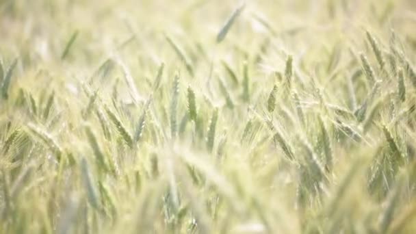 Weizen Bewegt Sich Bei Windigem Wetter Feld — Stockvideo