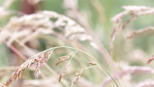 Stems Plants Moving Windy Weather Blurred Background — Stock Video