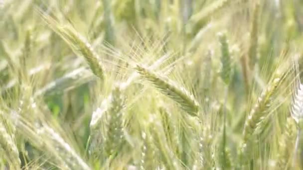 Trigo Hermoso Moviéndose Durante Tiempo Ventoso Campo — Vídeos de Stock