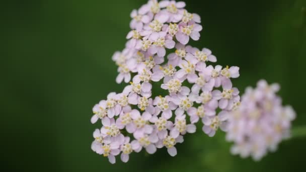 Hermosas Flores Pequeñas Color Rosa Claro Sobre Fondo Borroso Verde — Vídeos de Stock