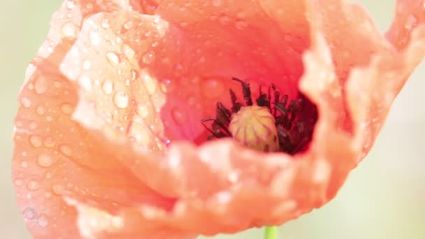 Όμορφο Ελαφρύ Κόκκινο Λουλούδι Παπαρούνας Στο Πεδίο — Αρχείο Βίντεο