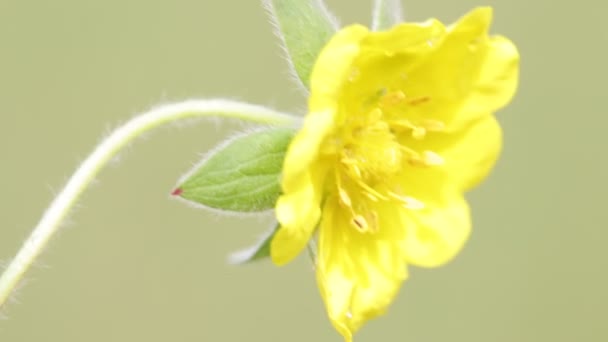 Flor Amarilla Clara Que Mueve Por Viento Campo — Vídeos de Stock