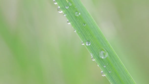 Close Van Gras Met Waterdruppels Onscherpe Achtergrond — Stockvideo