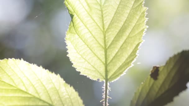 Närbild Gröna Blad Parken Suddig Bakgrund — Stockvideo