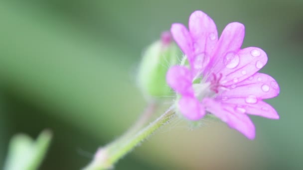 Fleur Mauve Avec Gouttes Eau Déplaçant Par Vent Dans Jardin — Video