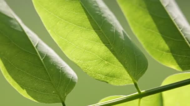 Krásné Zelené Listy Větvičku Parku Rozostřeného Pozadí — Stock video
