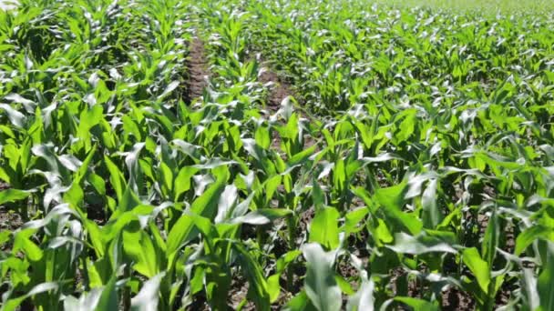 Campo Milho Bonito Verde Fazenda Campo — Vídeo de Stock