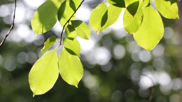 Foglie Albero Verdi Vento Luce Del Sole — Video Stock