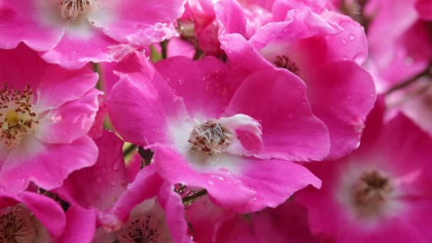 Κοντινό Πλάνο Όμορφη Ροζ Τριαντάφυλλα Στον Κήπο — Αρχείο Βίντεο