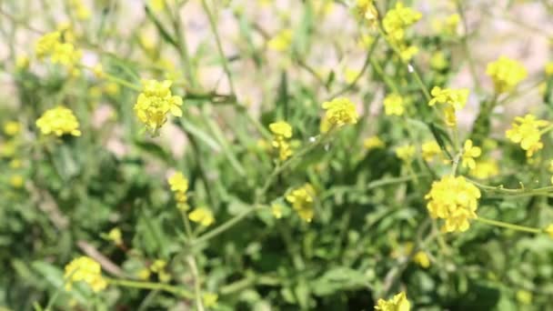 Beautiful Yellow Flowers Iran Antique Garden — Stock Video