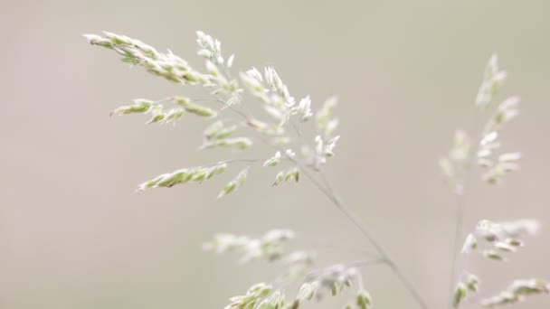 Pflanze Bewegt Sich Bei Windigem Wetter Auf Grauem Verschwommenem Hintergrund — Stockvideo