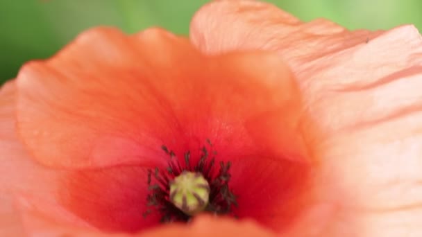 Selectieve Aandacht Van Mooie Rode Papaver Bloem Veld — Stockvideo