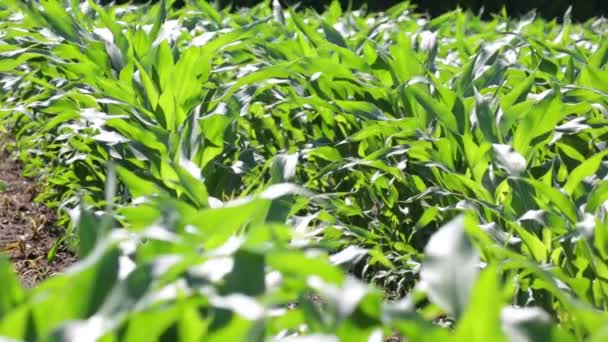 Green Beautiful Corn Moving Wind Farm Countryside — Stock Video