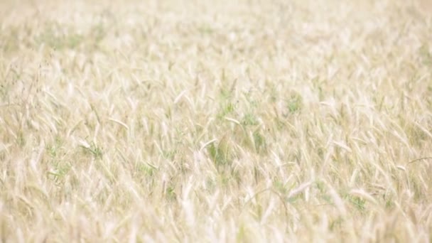 Schöner Weizen Bewegt Sich Bei Windigem Wetter Feld — Stockvideo