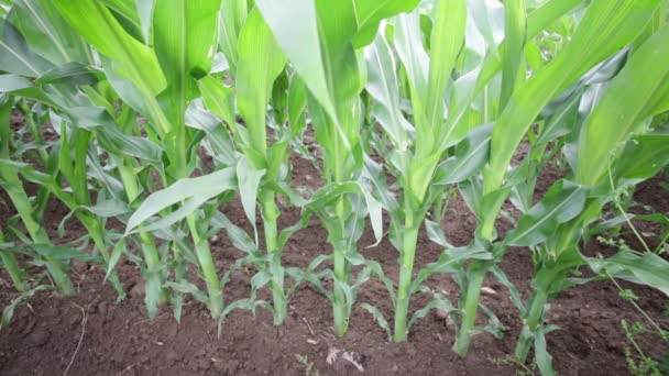 绿色美丽的玉米田在农场在农村 — 图库视频影像