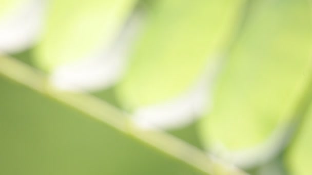 Mooie Groene Bladeren Twig Park Onscherpe Achtergrond — Stockvideo