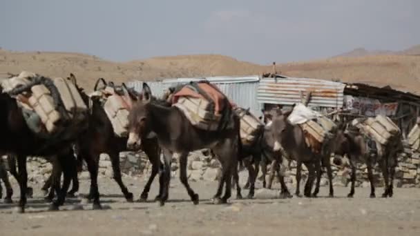 Workers Donkey Caravan Walking Afar Village Ethiopia — Stock Video