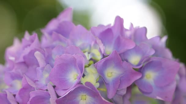 Selektiver Fokus Von Schönen Kleinen Violetten Hortensienblüten Garten — Stockvideo