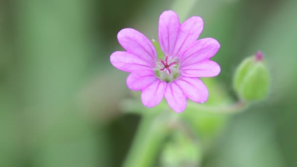 盛开的紫红色的花在花园里随风移动 — 图库视频影像