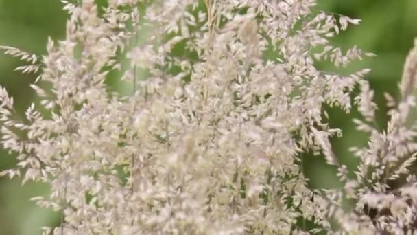 Selektive Fokussierung Schöner Feldpflanzen Die Sich Durch Wind Bewegen — Stockvideo