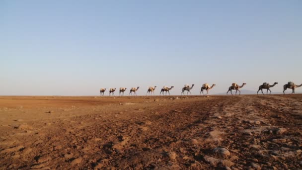 Vista Panoramica Cammelli Carovana Persone Non Identificate Nel Deserto Durante — Video Stock