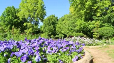 iran antika bahçe içinde güzel mor çiçekler