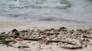 pasifik okyanusunun güzel dalgaları