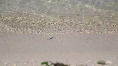 pasifik okyanusunun güzel dalgaları