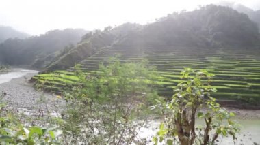 pirinç ekimi için teraslar ile alan