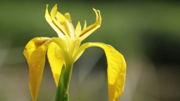 Один Красивый Желтый Цветок Радужной Оболочки Движущийся Ветром Диком Зеленом — стоковое видео