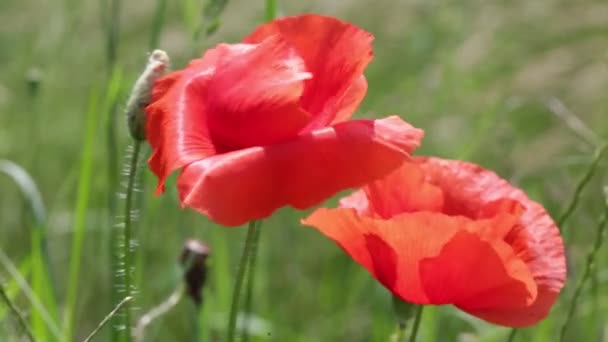 Two Red Poppies Moving Wind Green Field — Stock Video