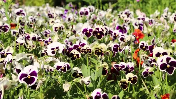 Vacker Violett Och Vitt Penséer Iran Antika Trädgård — Stockvideo