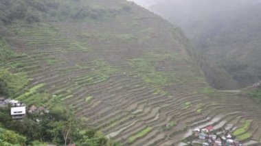 pirinç ekimi için teraslar ile alan
