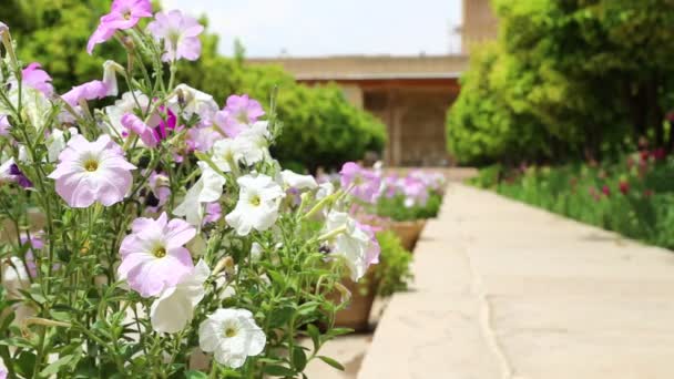 Imágenes Escénicas Antiguos Edificios Irán Con Flores Primer Plano — Vídeos de Stock