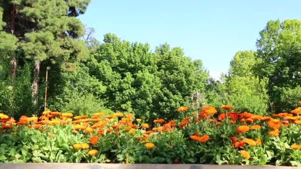 美丽的红花在伊朗古色古香的花园 — 图库视频影像