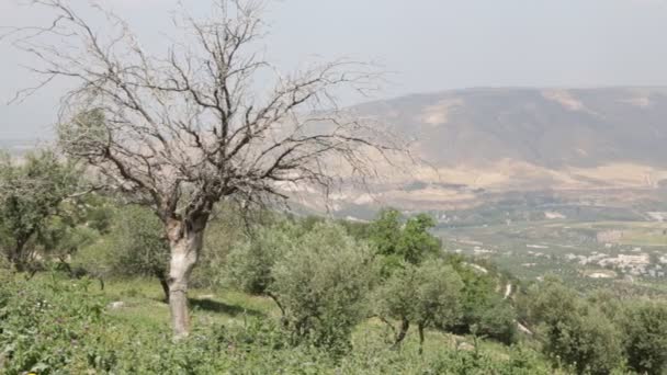 Bella Vista Sulla Valle Del Golan Giordania — Video Stock